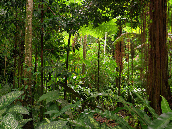 抵达巴拿马-甘博亚雨林保护区