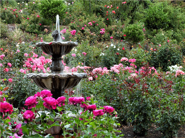 國際玫瑰實驗花園 – 奧林匹亞 – 雷尼爾山國家公園 – 西雅圖
