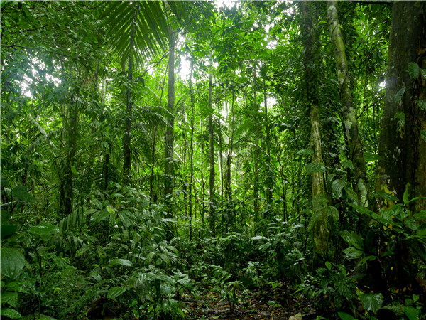 亚马逊雨林 – 雨林悬索桥 – 萨满植物园