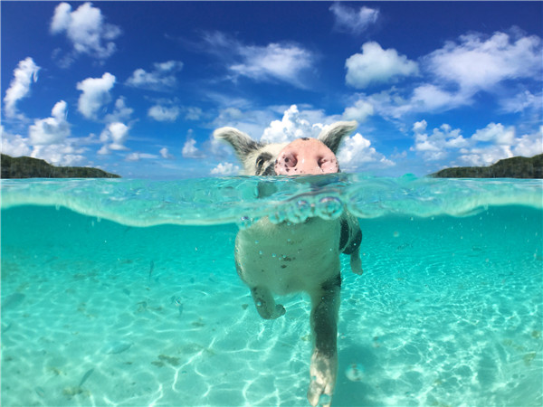 巴哈马猪岛＋快艇一日游