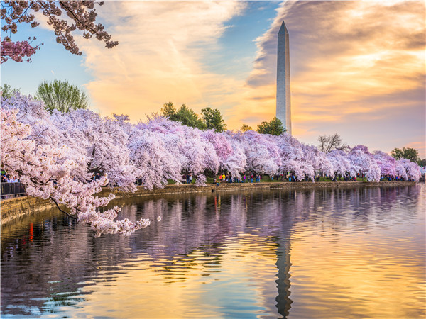 华盛顿赏樱花一日游