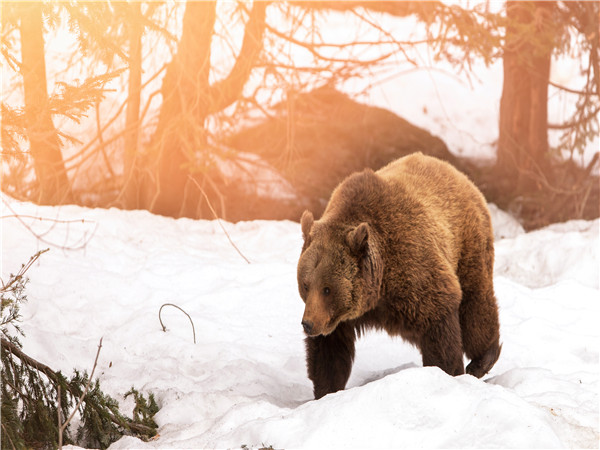 国家公园棕熊观光一日游