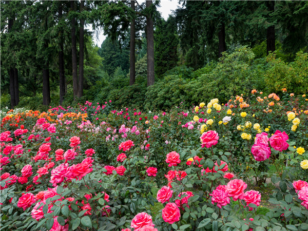国际玫瑰实验花园 - 奥林匹亚 - 西雅图 - 华盛顿大学