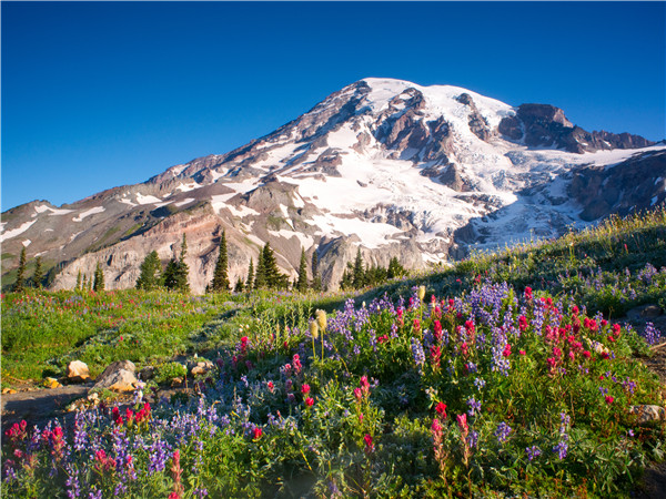 国际玫瑰实验花园 – 奥林匹亚 – 雷尼尔山国家公园 – 西雅图