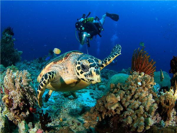 Nautical深海观海龟