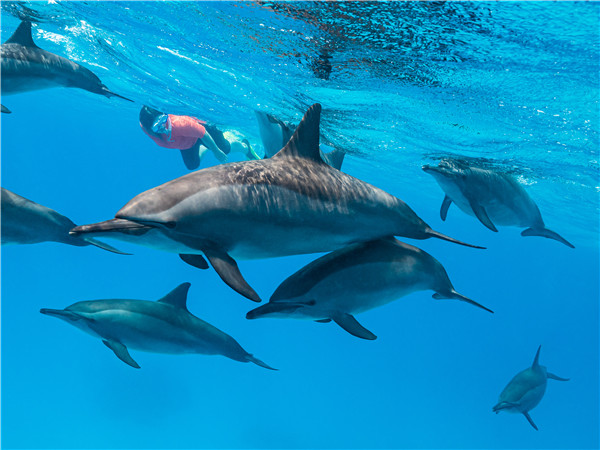 Nautical深海海豚共游