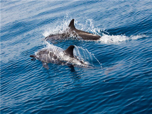 夏威夷海洋公园极致海豚历险【接送+门票+海豚极致探险】