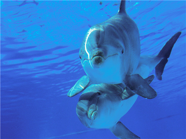 夏威夷海洋公园海豚邂逅【接送+门票+海豚邂逅】