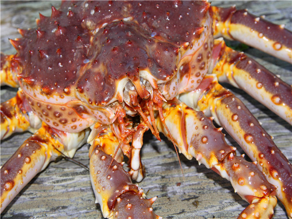 萨利色尔卡-瓦朗厄尔峡湾-希尔科内斯丨北冰洋帝王蟹捕猎圣地，享用帝王蟹饕餮大餐
