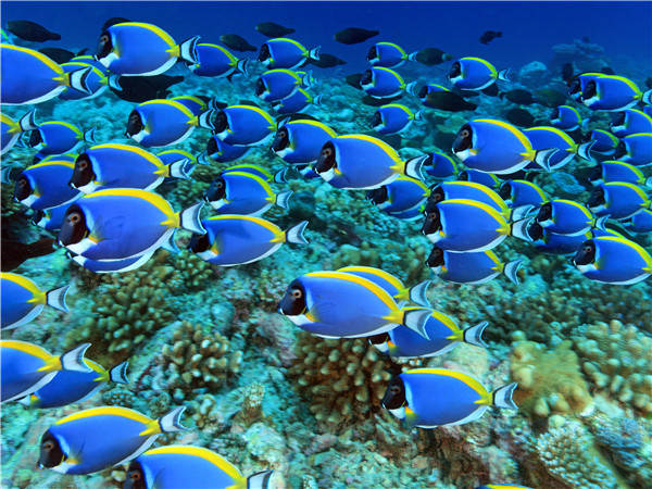 浪花礁- 玉琢礁(潜水,水下摄影) -华光礁(潜水,水下摄影)